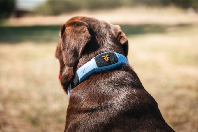 Vòng cổ AI của Shazam Pet. Ảnh: Personifi AI